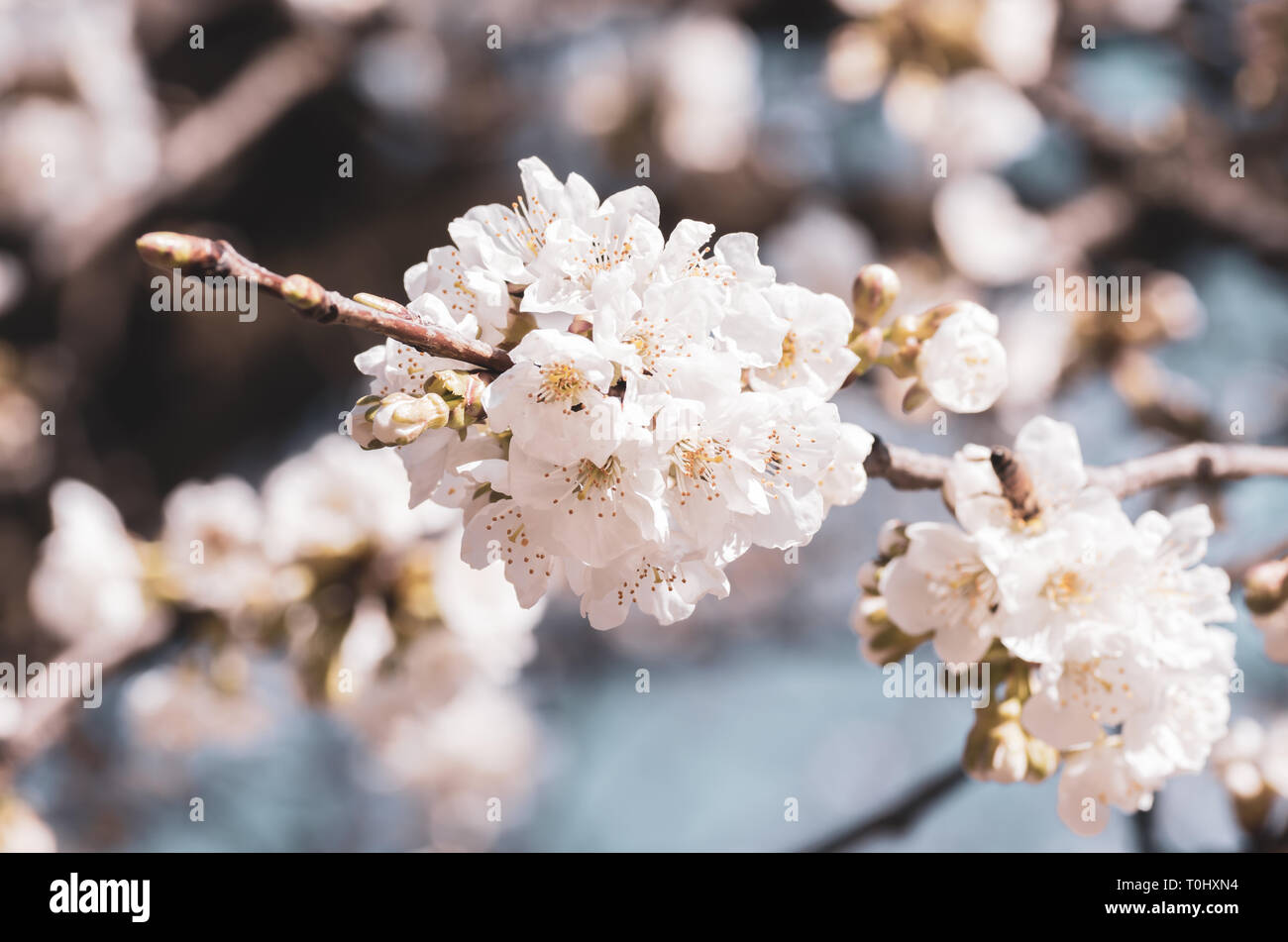 cherry trees in bloom - nature and springtime concept Stock Photo - Alamy