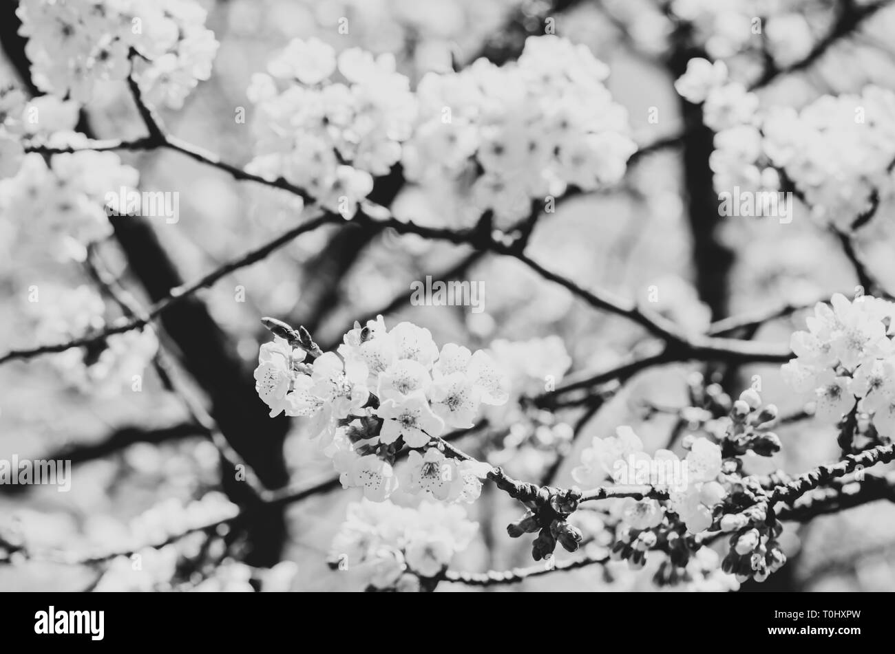 cherry trees in bloom - nature and springtime concept Stock Photo