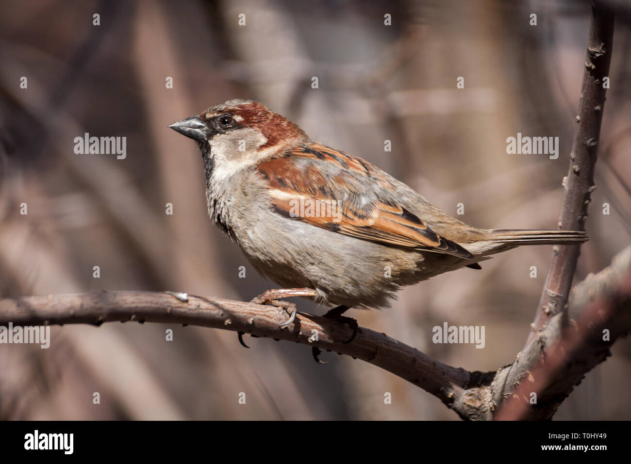 Sparrow perches on tree branch — the day before spring officially arrived — in Inglewood district of Calgary, Alberta, Canada Stock Photo