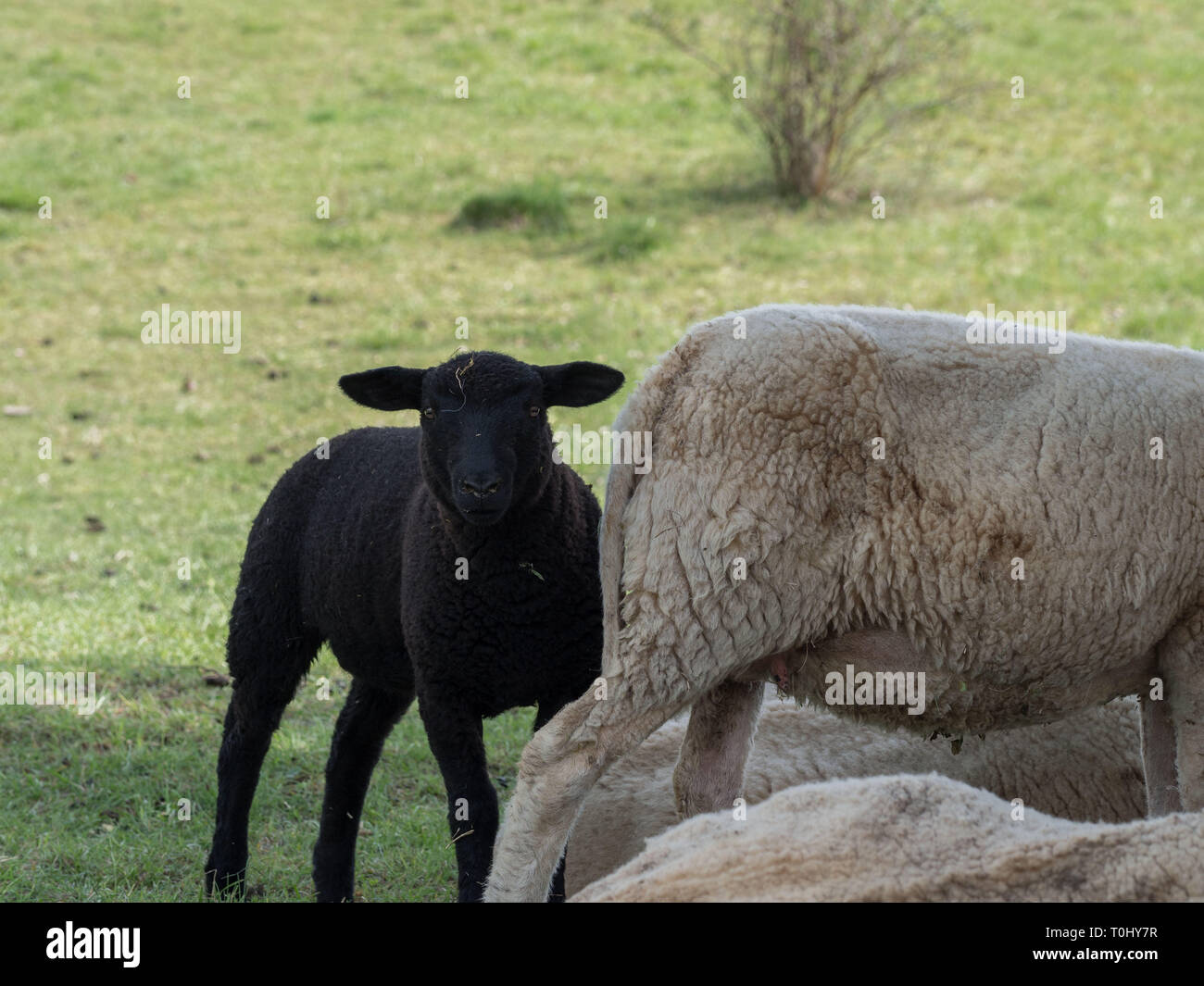 Black lamb on pasture Stock Photo