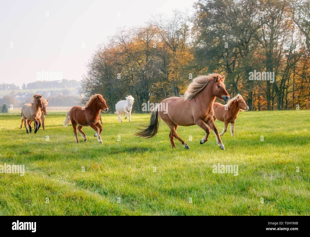 Running horses farm hires stock photography and images Alamy