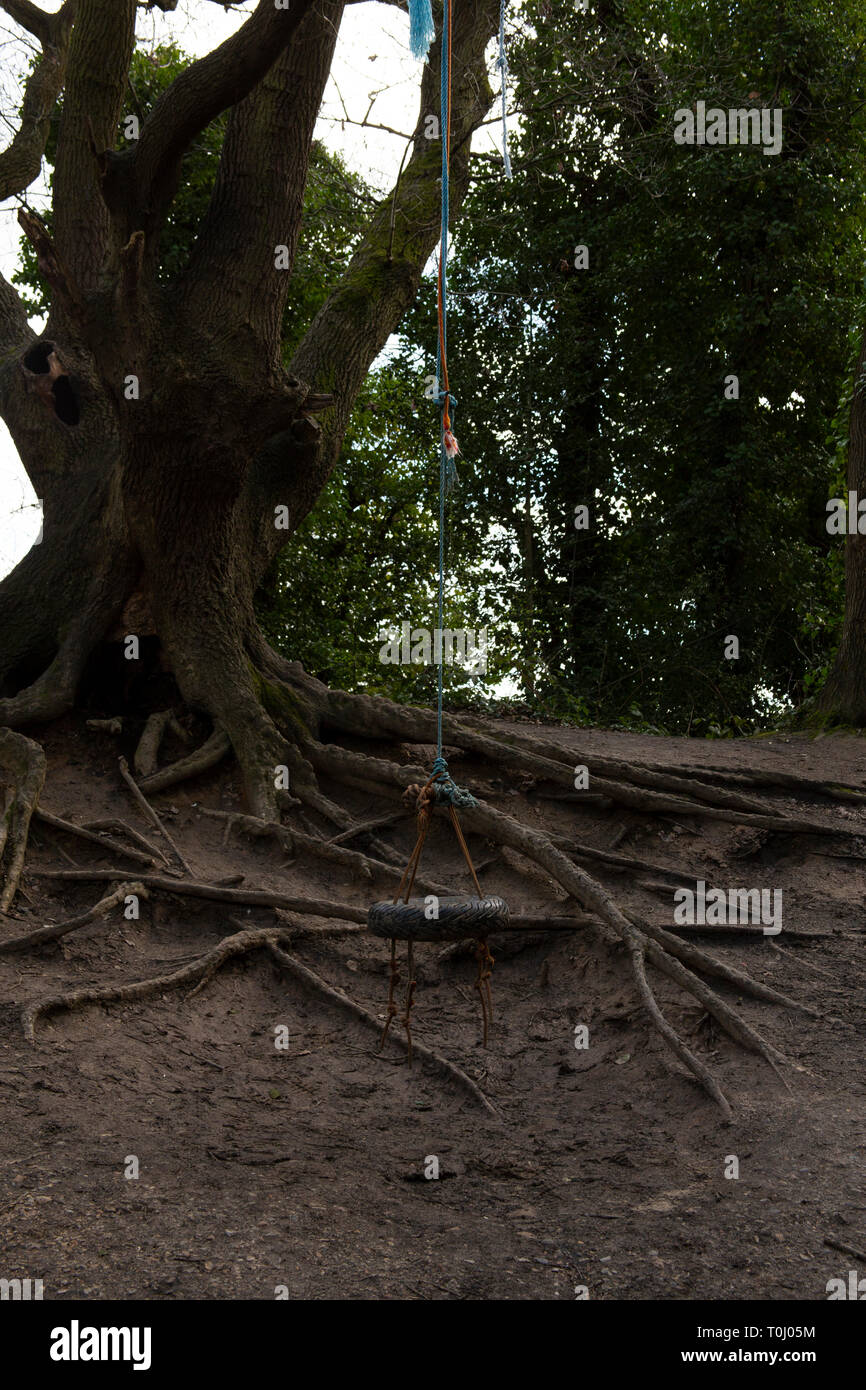 Rope swing hanging from tree along the Parkland Walk, London Stock Photo Alamy