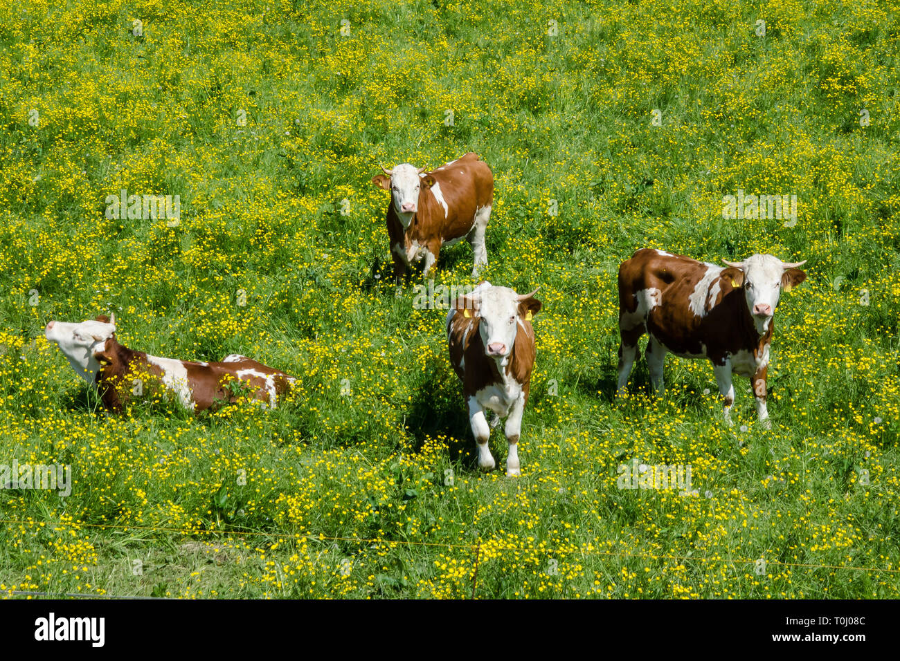 The fleckvieh is a breed of dual purpose cattle hires stock