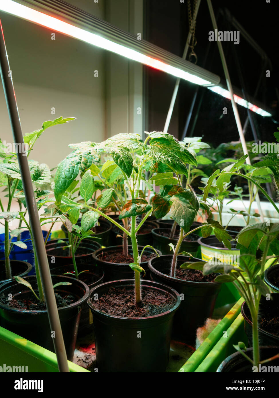 Tomato seedlings growing indoors on a window sill under a grow light. Stock Photo