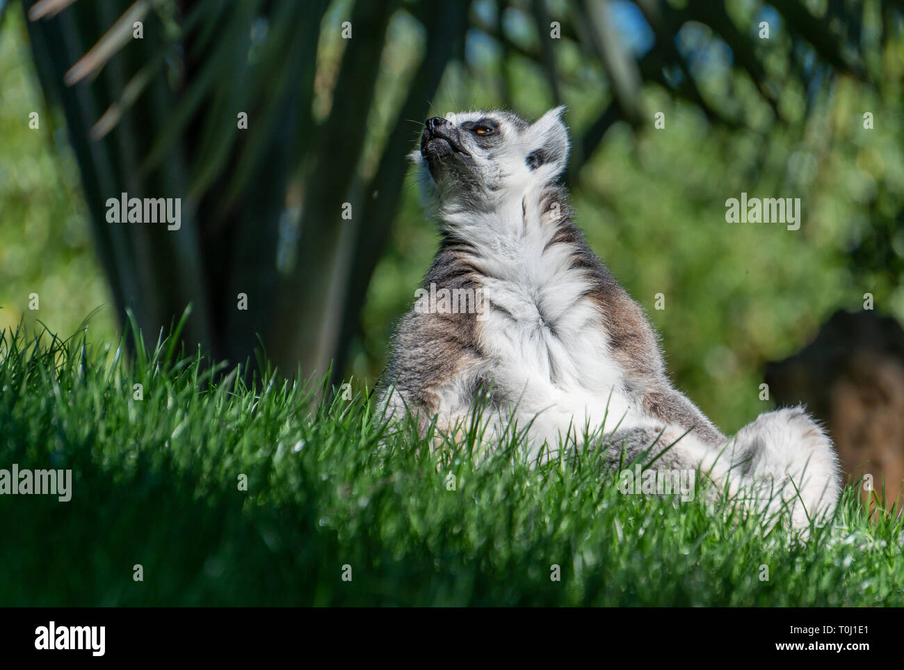 VALENCIA, SPAIN - FEBRUARY 26 : Ring Tailed Lemur at the Bioparc in Valencia Spain on February 26, 2019 Stock Photo