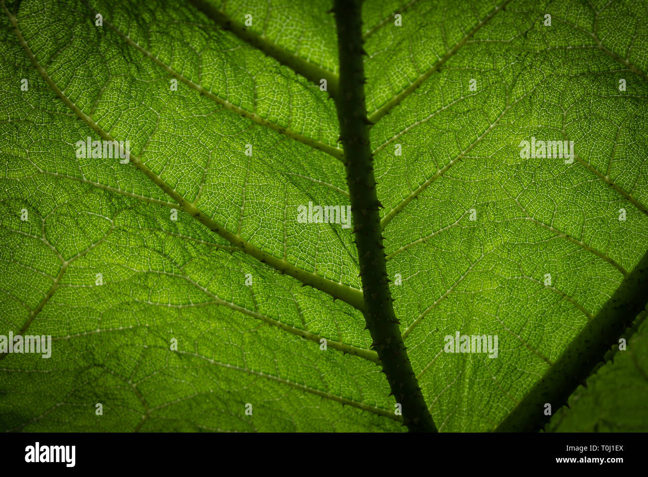 Gunnera gunnera manicata commonly known as the Brazilian giant