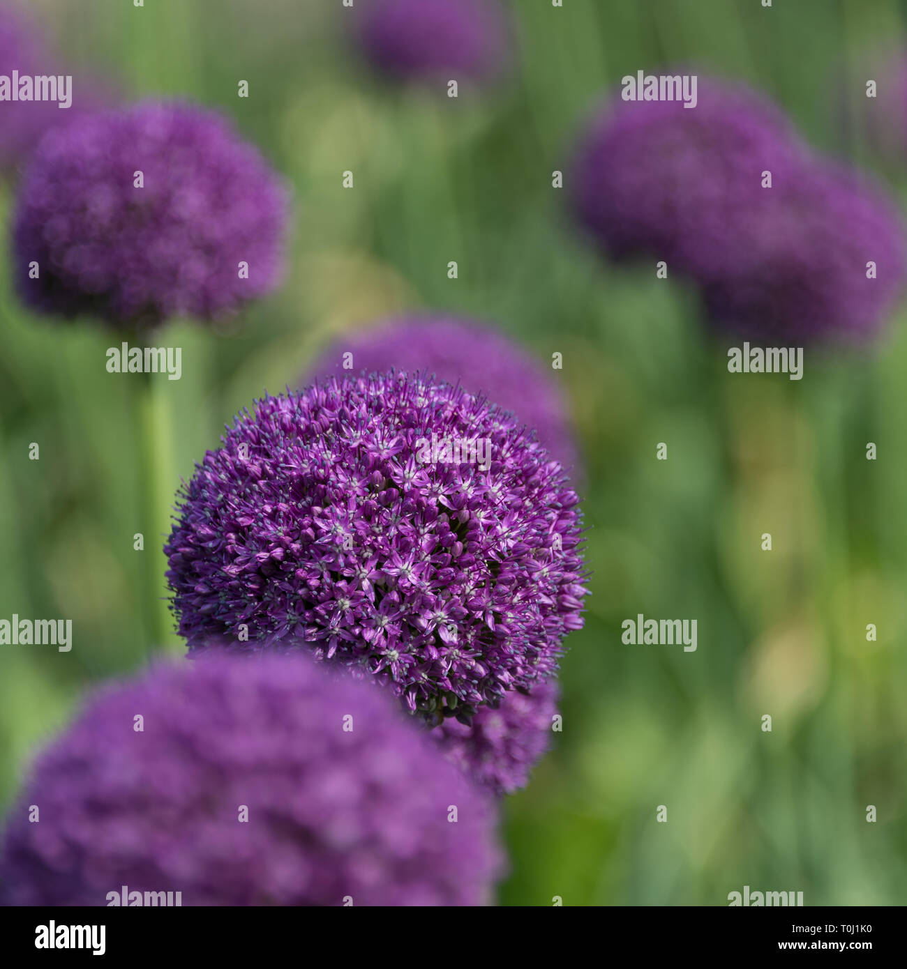 Allium giganteum, common name giant onion, an Asian species of onion in