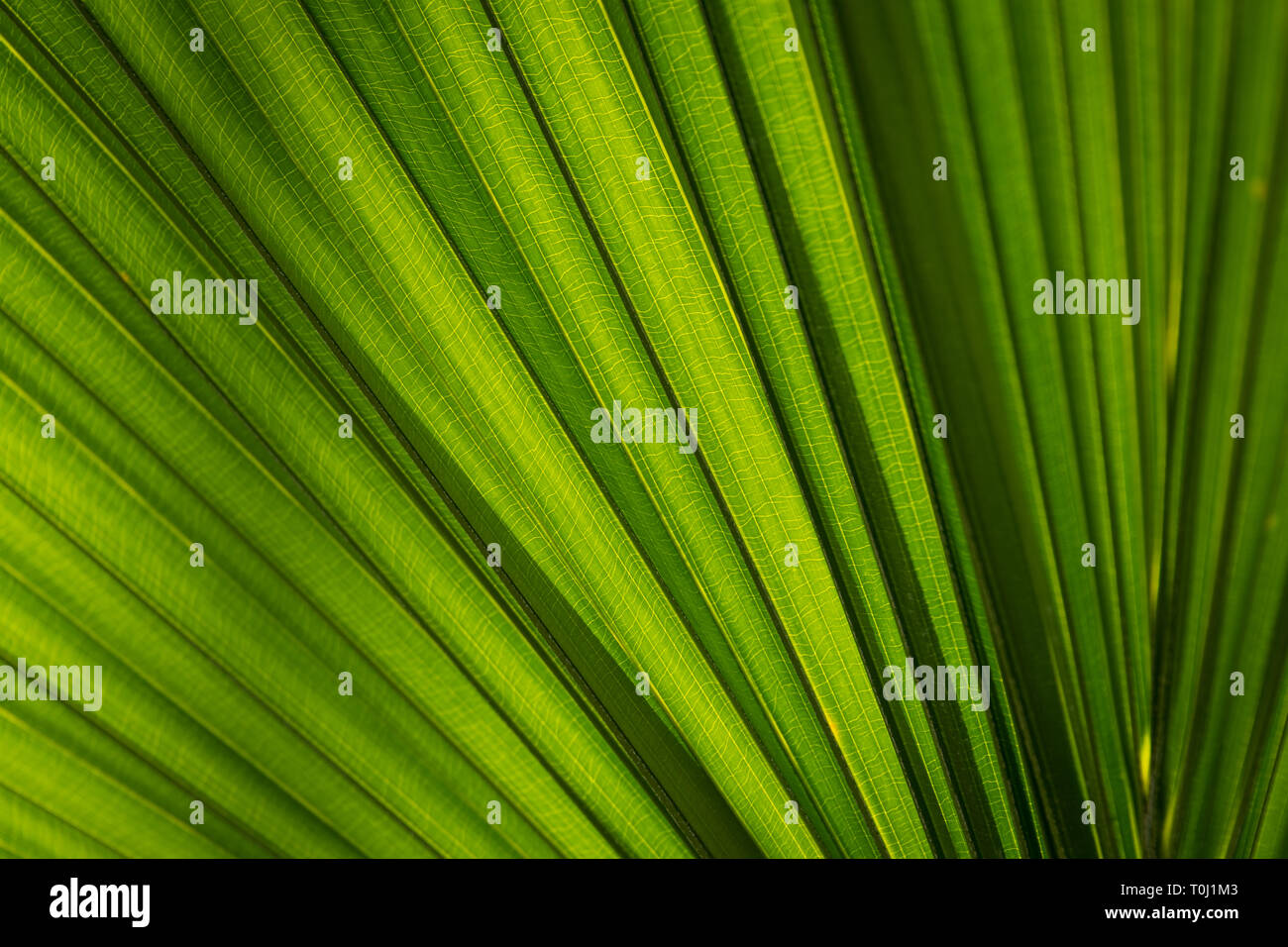 The Chinese cabbage palm, Livistona chinensis in Kew Royal Botanic