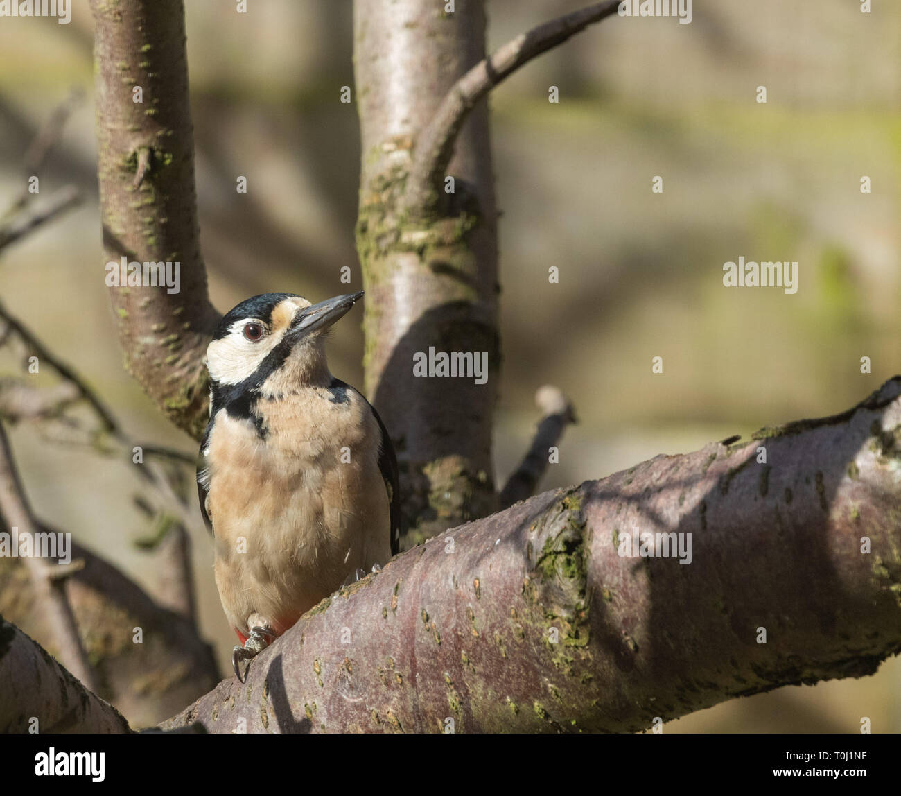 Female great spotted woodpecker hi-res stock photography and images - Alamy