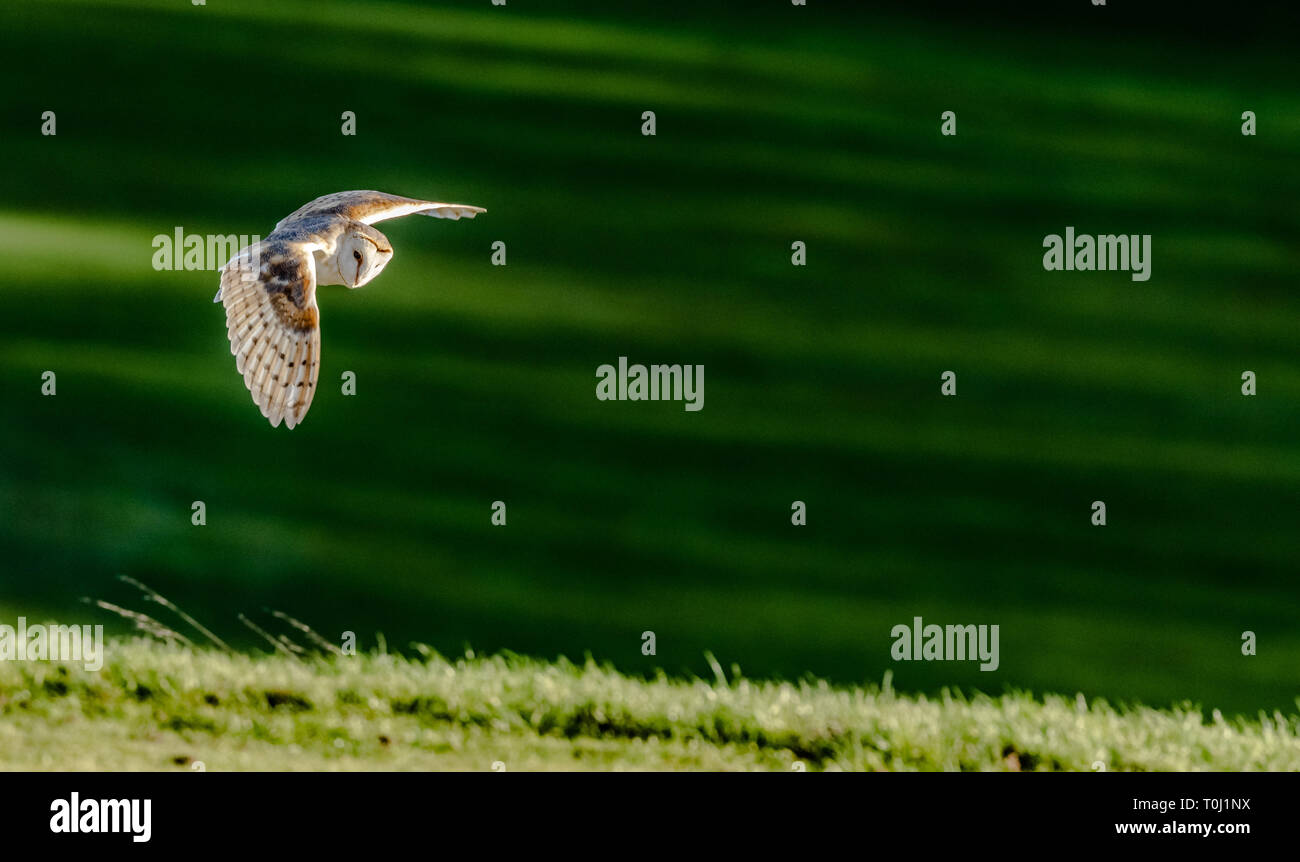 A wild female barn owl (UK) hunting above grassland. Stock Photo