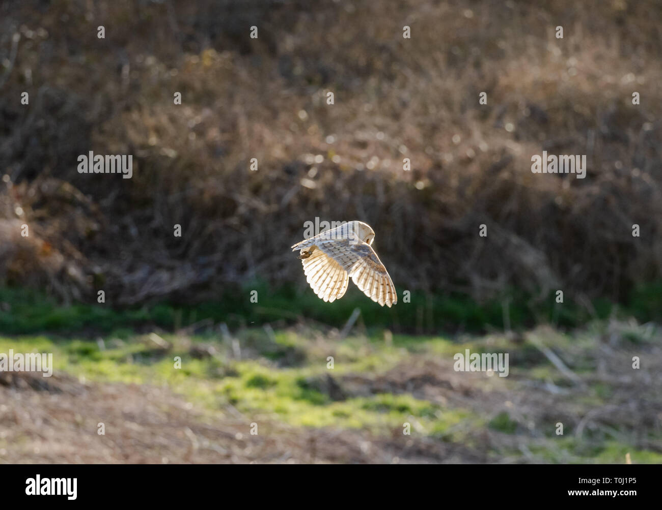 A wild female barn owl (UK) hunting above grassland. Stock Photo