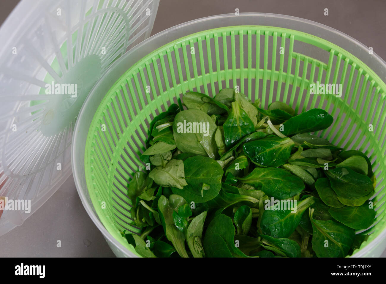 Lamb's lettuce in a salad spinner after washing with water Stock Photo