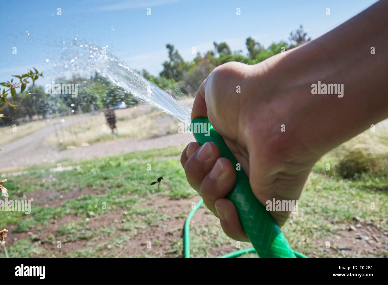 MENDOZA, ARGENTINE, January 19, 2017. water and irrigation, use of water for irrigation, San Martín Park of Mendoza City, MENDOZA. Foto: Axel Lloret Stock Photo