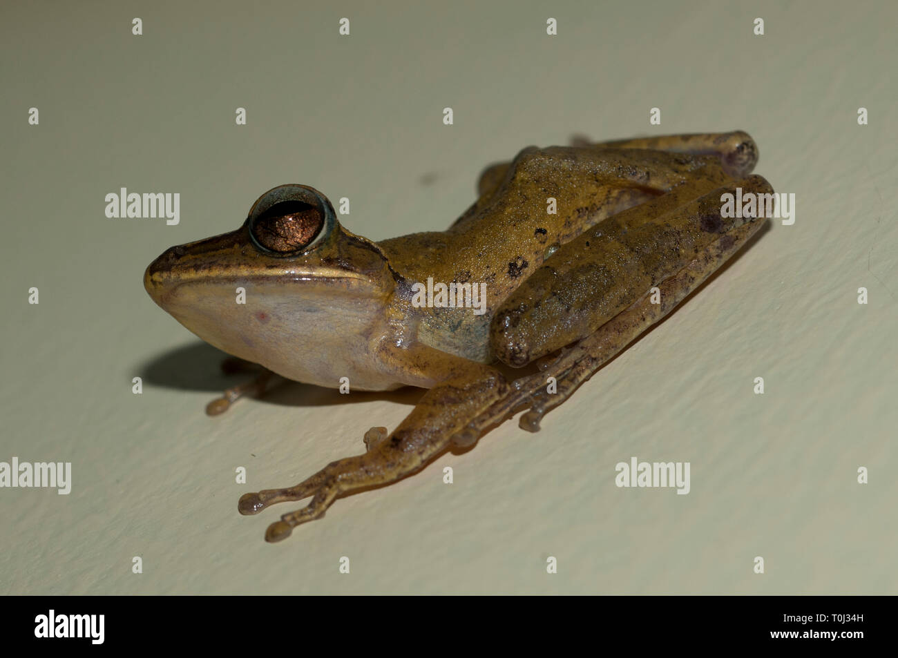 Common Tree Frog, Polypedates leucomystax, in tree, Klungkung, Bali, Indonesia Stock Photo
