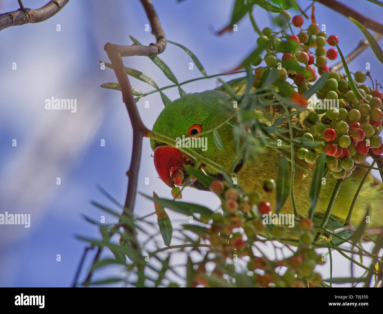 green parrot eating pink pepper in a tree Stock Photo