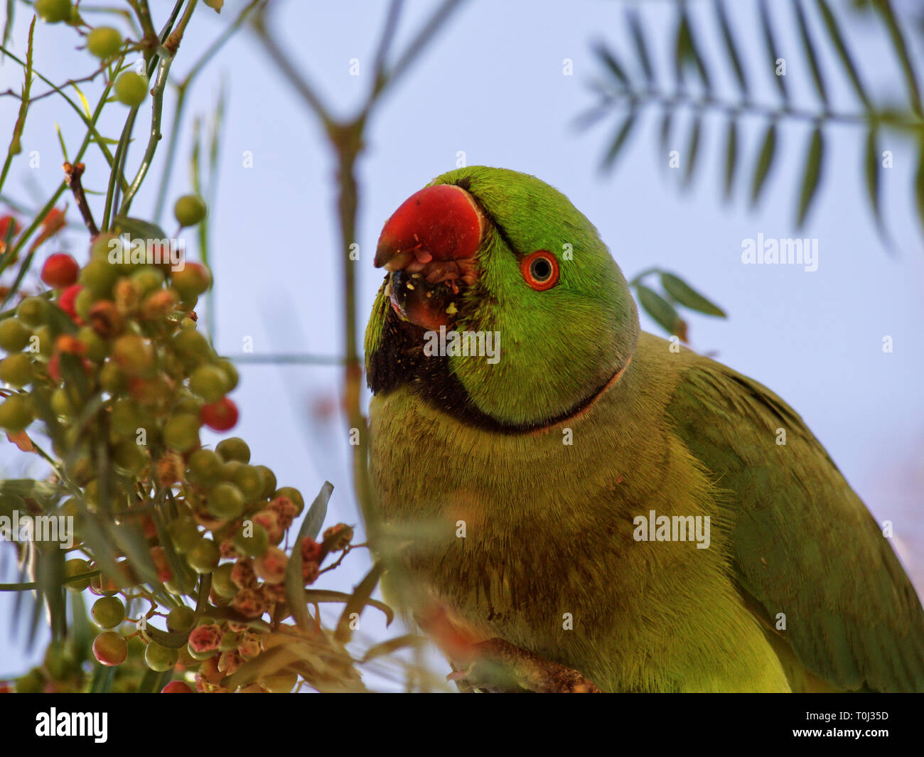 Kramer parrot  eating pink pepper in a tree Stock Photo