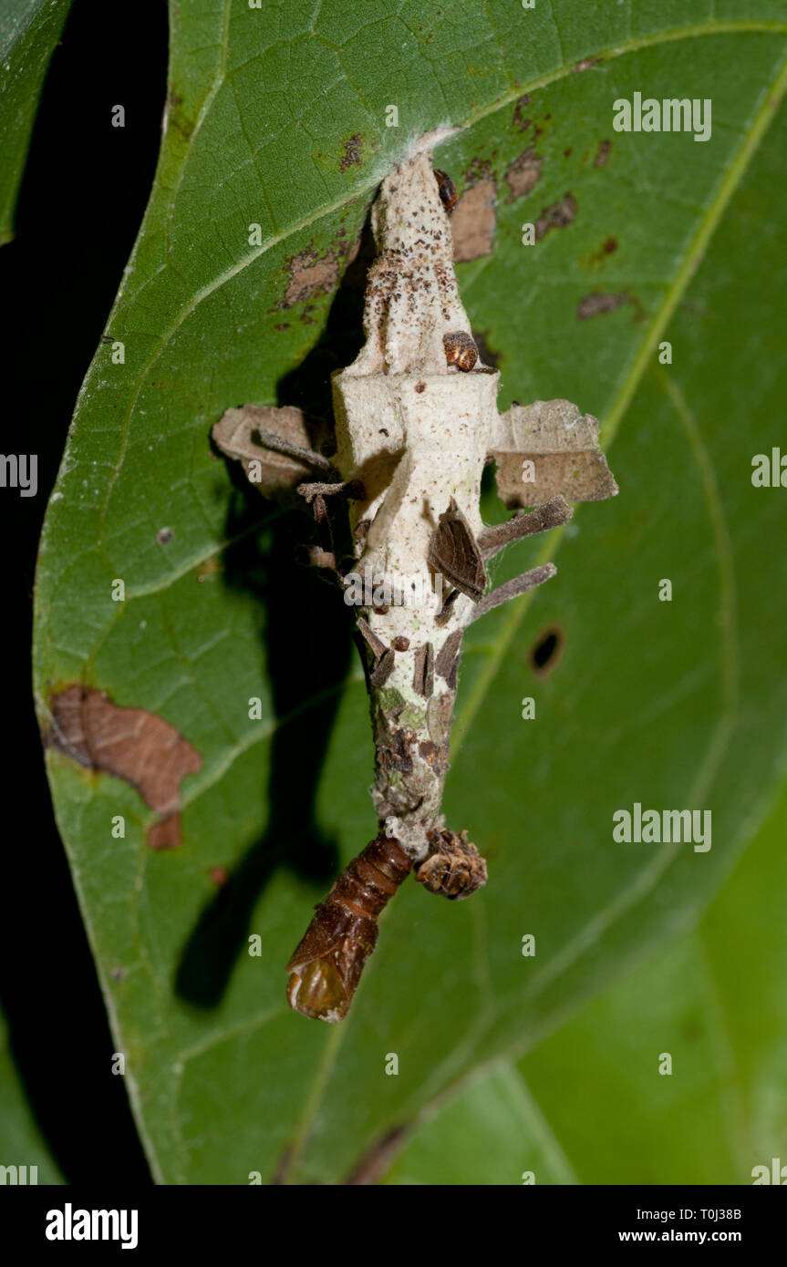 Bagworm Moth, Psychidae Family, hanging on leaf, Klungkung, Bali, Indonesia Stock Photo