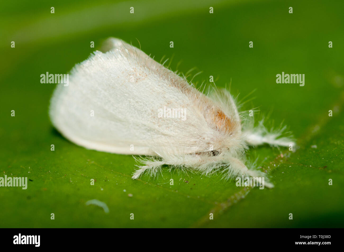 Tussock Moth, Erebidae Family with feathery hairs on leaf, Klungkung, Bali, Indonesia Stock Photo