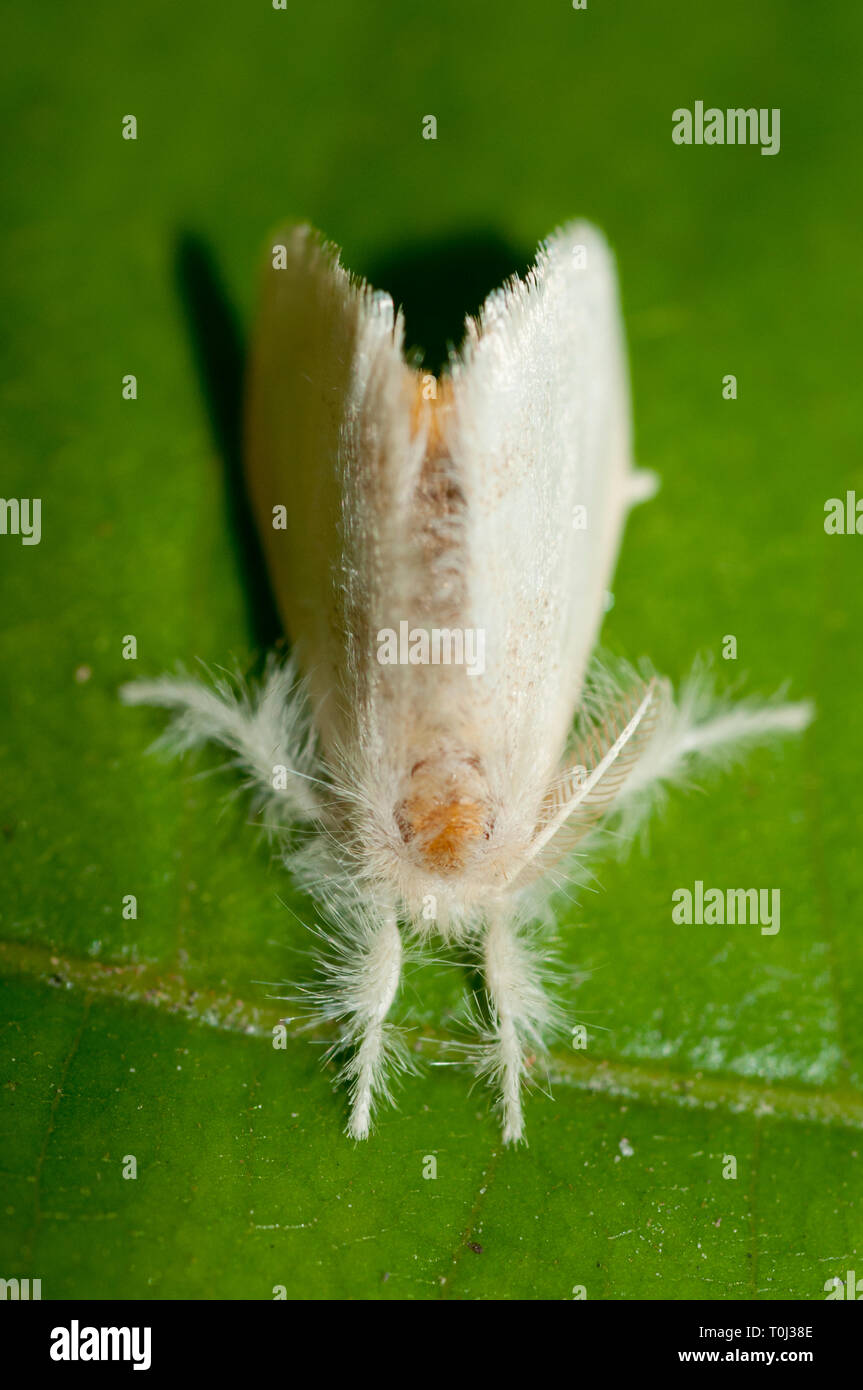 Tussock Moth, Erebidae Family with feathery hairs on leaf, Klungkung, Bali, Indonesia Stock Photo