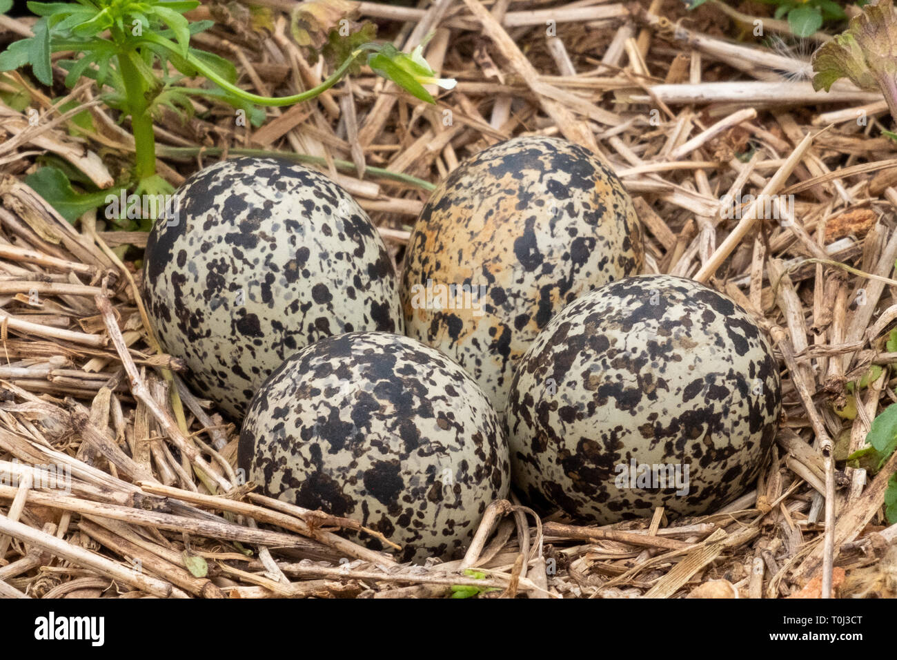 Closeup of four killdeer eggs lay in a ground nest just before sping begins in Raleigh North Carolina. Stock Photo