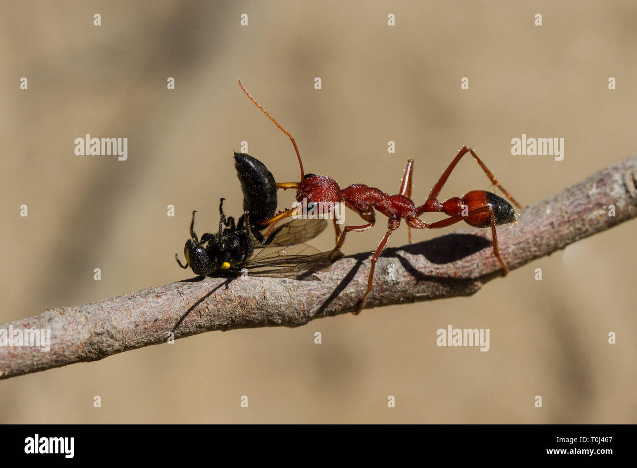 Australian Bull Ant Stock Photo Alamy