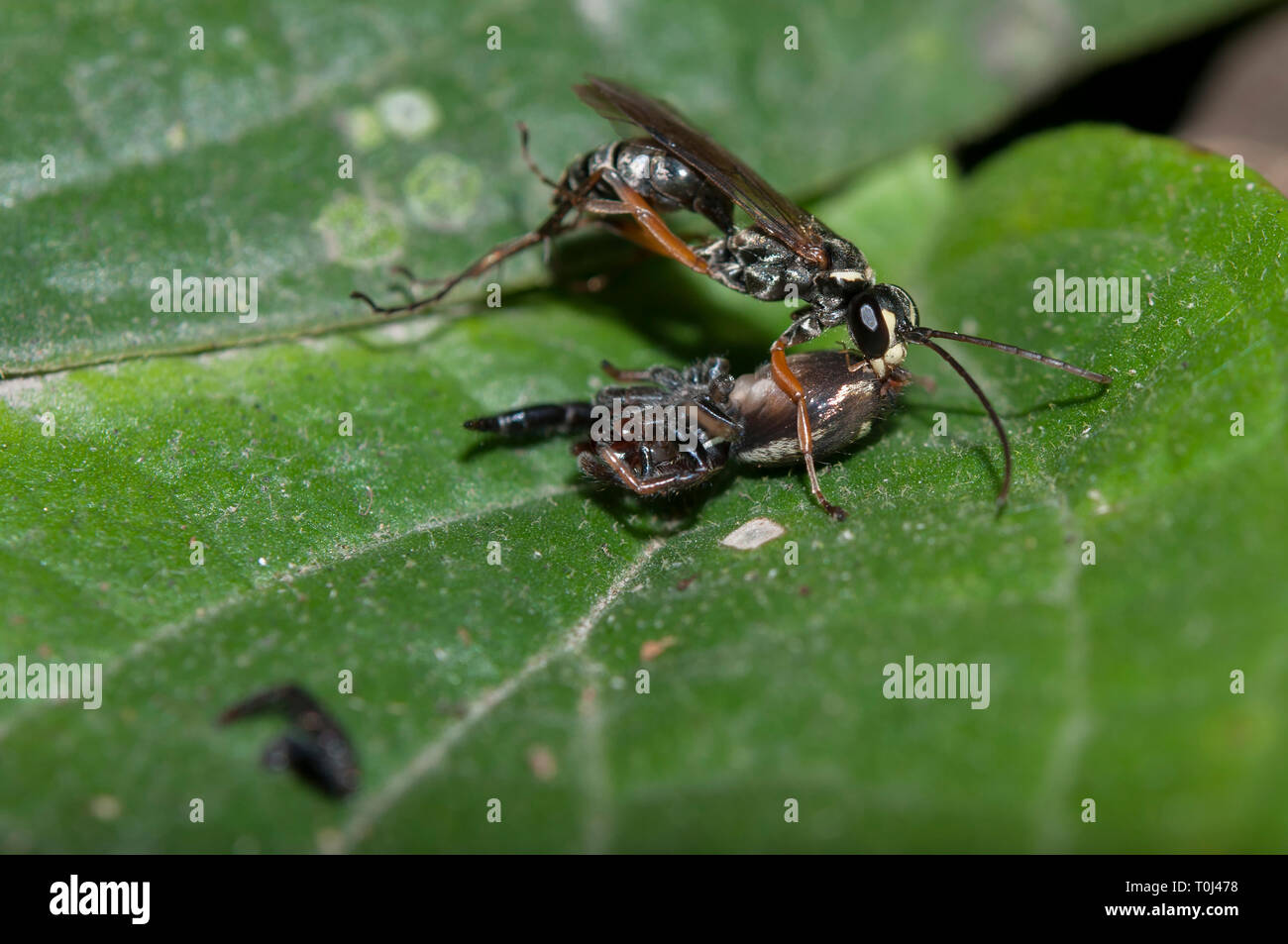 spider-hunting Wasp, Pompilidae Family, with captured Jumping Spider, Salticidae Family, Klungkung, Bali, Indonesia Stock Photo