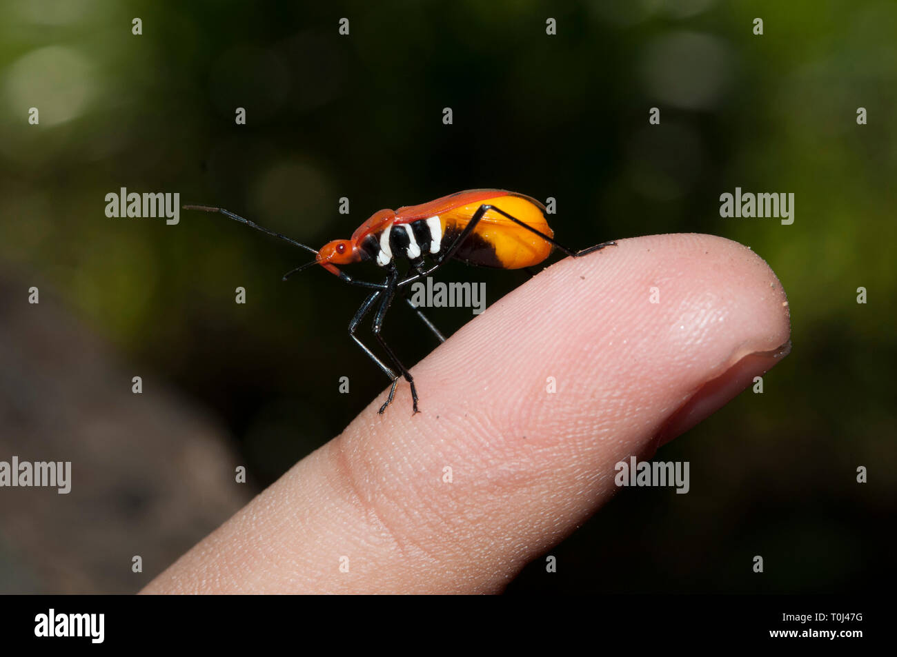 True Bug, Dindymus sp, female swollen with eggs on finger, Klungkung, Bali, Indonesia Stock Photo