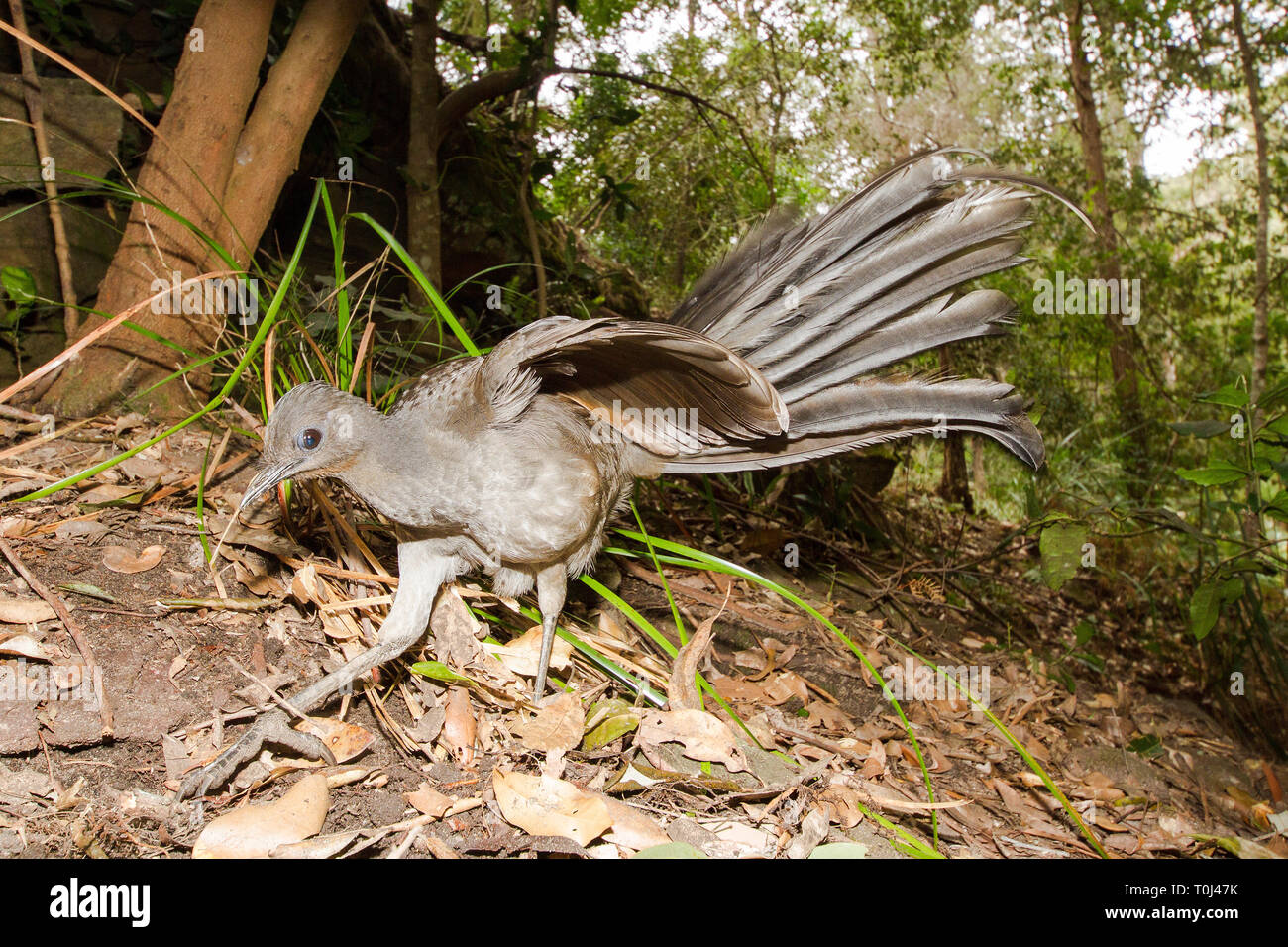 Superb Lyrebird feeding Stock Photo