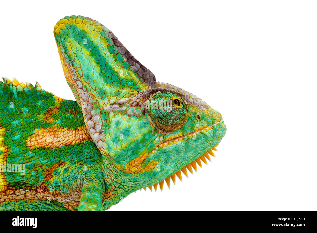 close view of a beautiful  green colorful  chamaeleo calyptratus head looking up. Species also called veiled, cone-head or yemen chameleon. Stock Photo