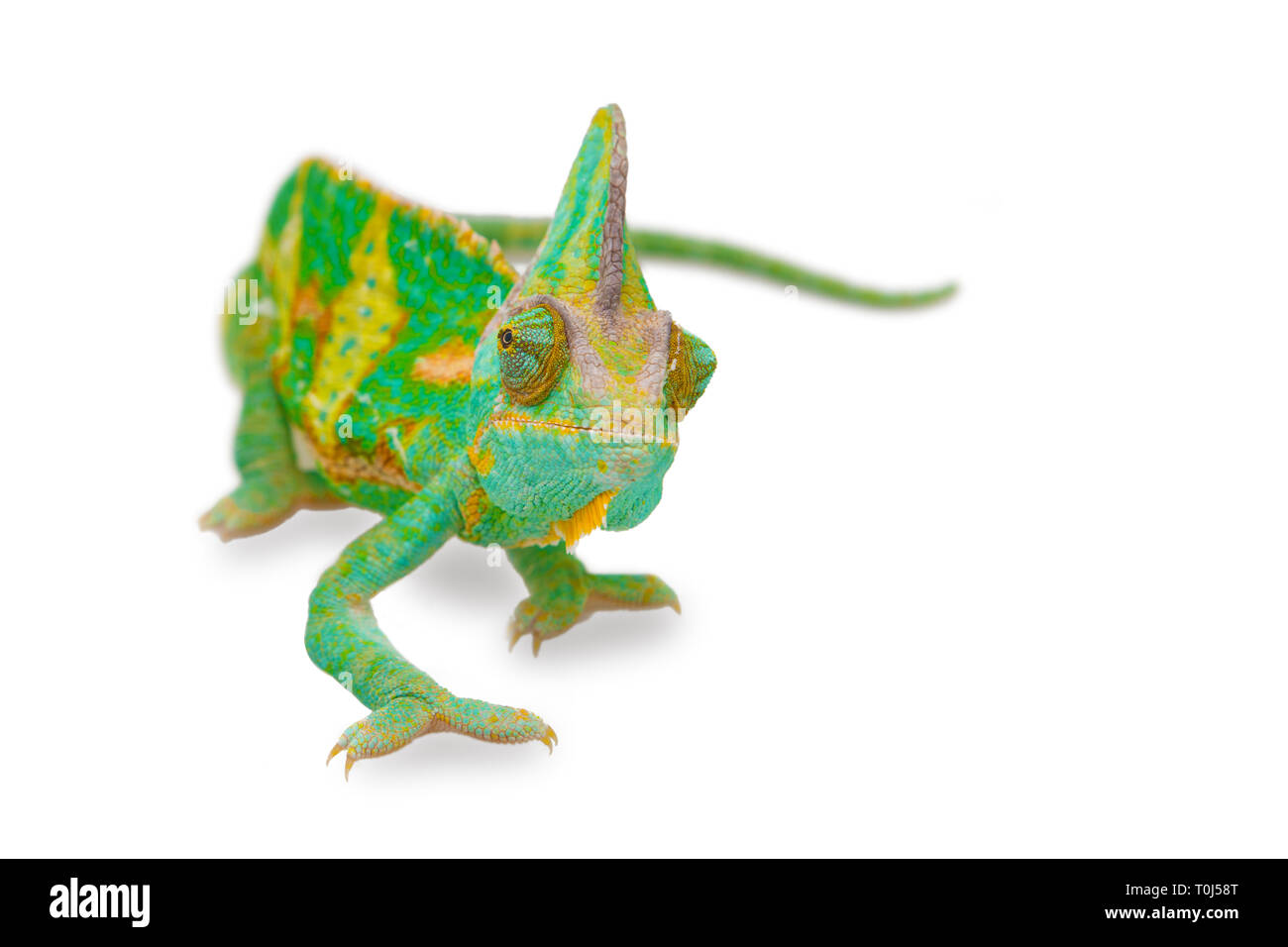 close view of a beautiful  green colorful  chamaeleo calyptratus looking forward. Species also called veiled, cone-head or yemen chameleon. Stock Photo