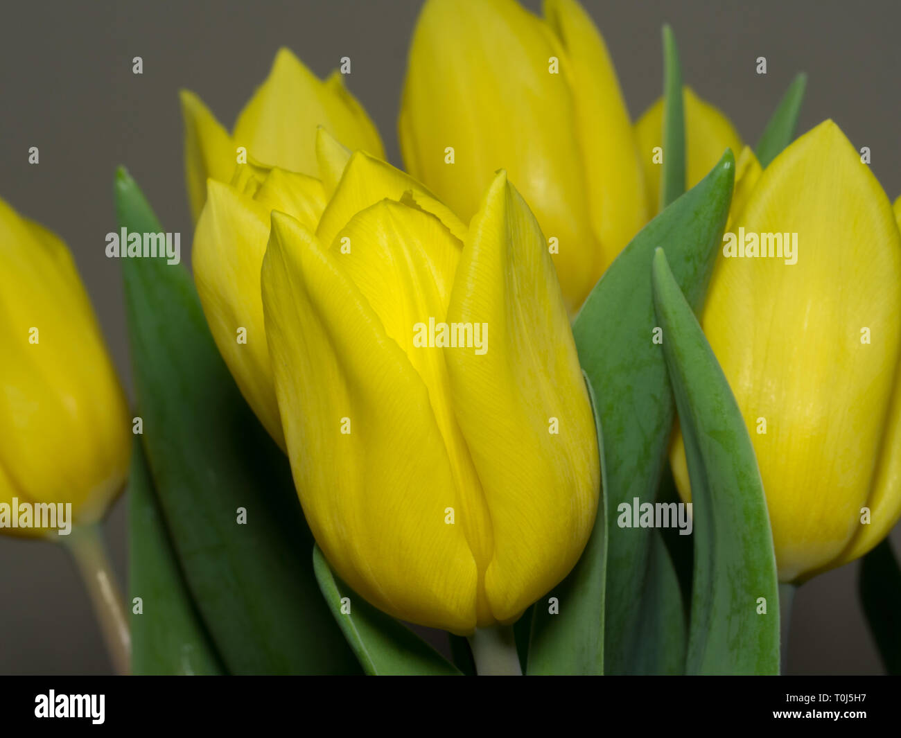 Bunch of yellow flowers hires stock photography and images Alamy