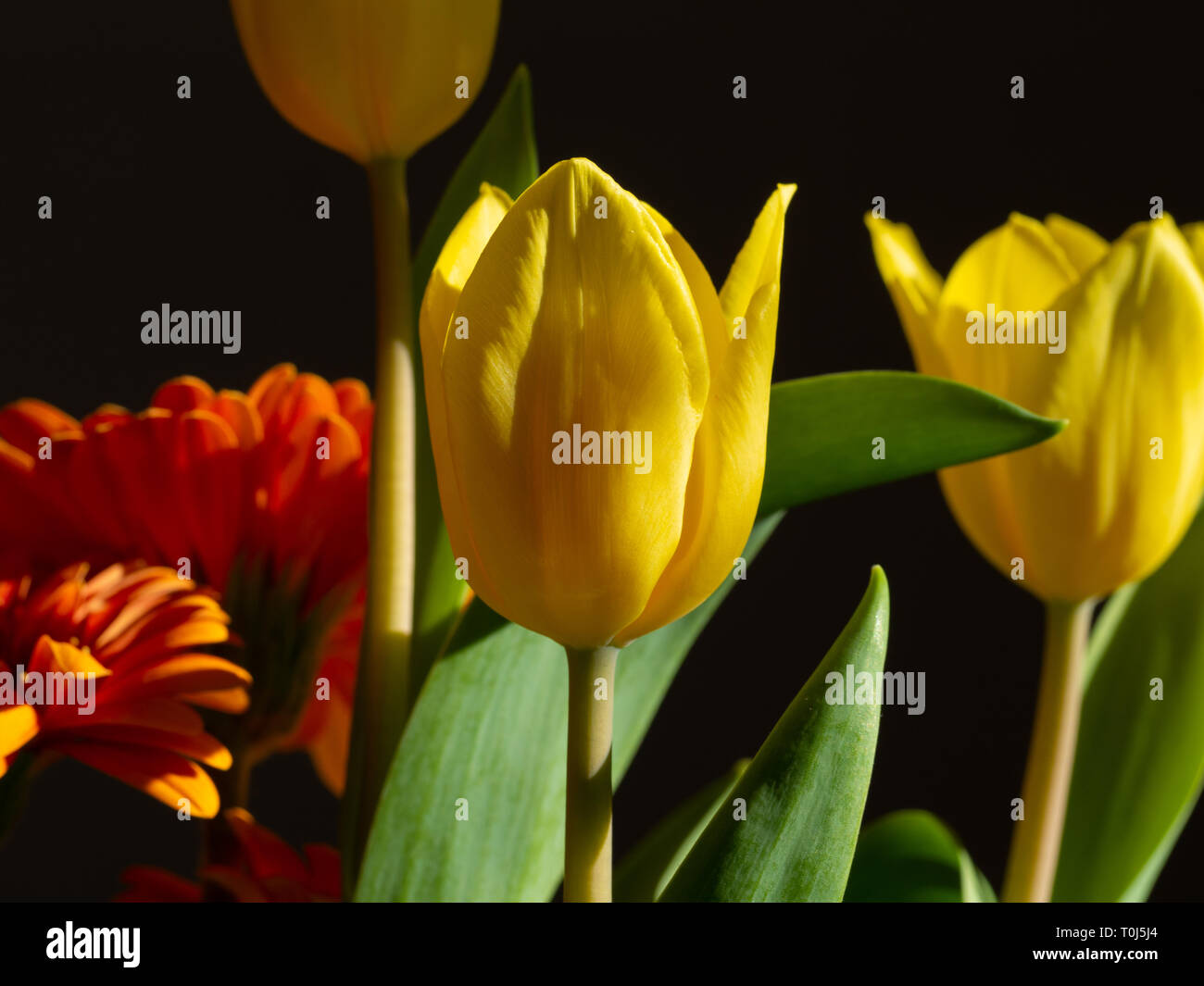 Yellow tulip bouquet Stock Photo - Alamy