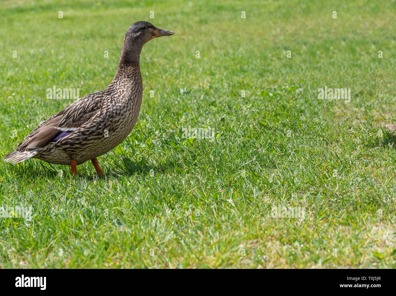Mallard duck Stock Photo