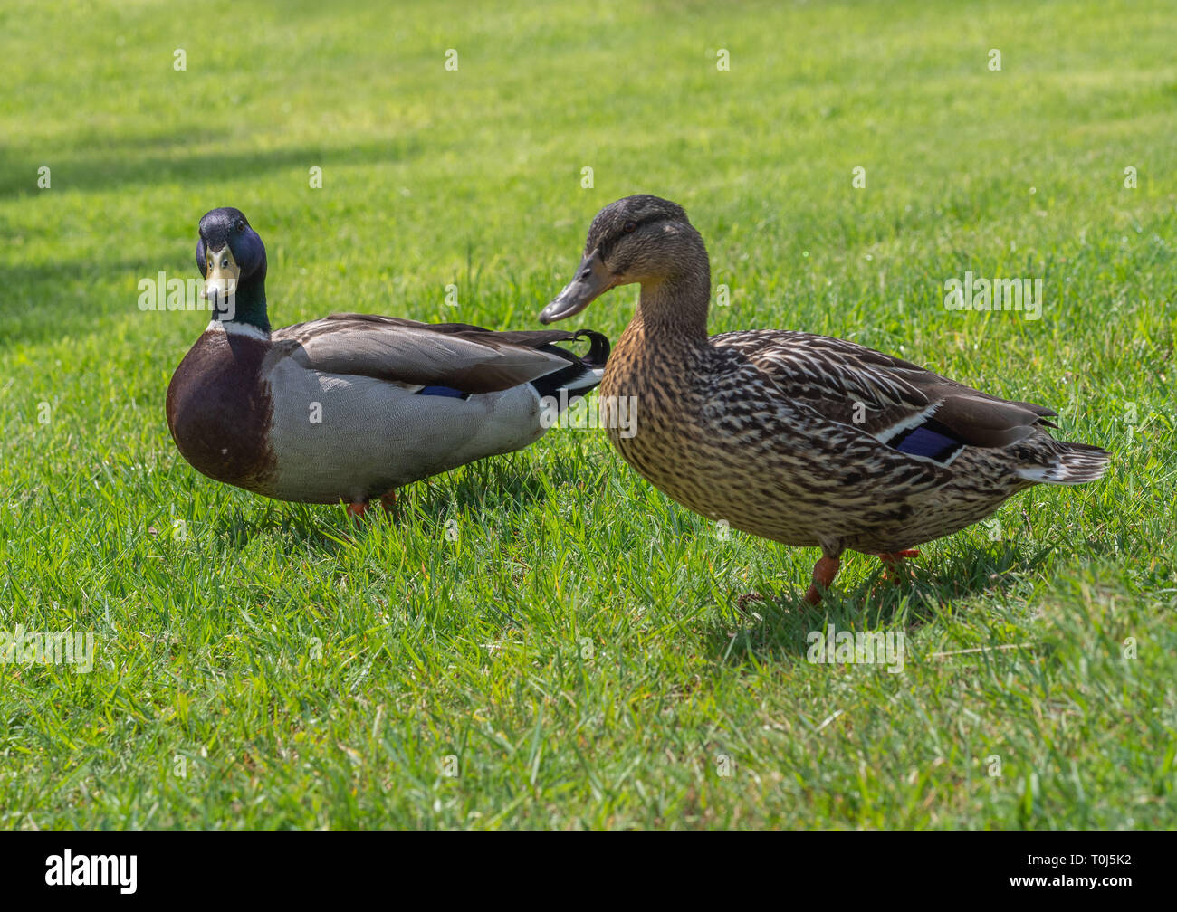 Mallard ducks in grass Stock Photo