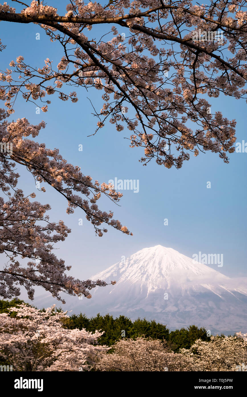 Mt. Fuji and Cherry Blossoms Stock Photo Alamy