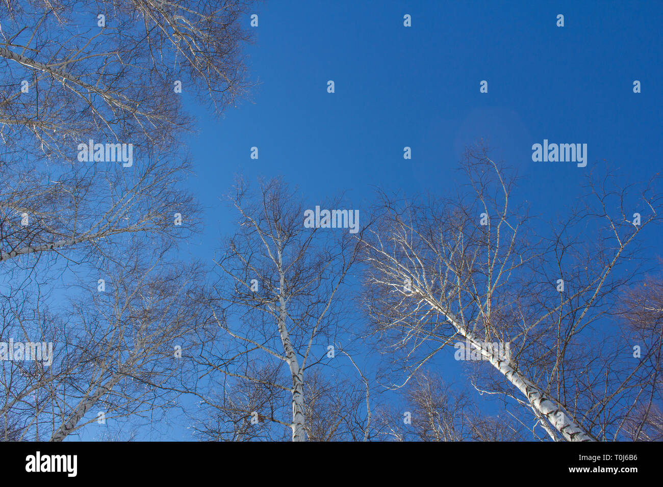 Treerops Treetops shot from below against hi-res stock photography and images ...