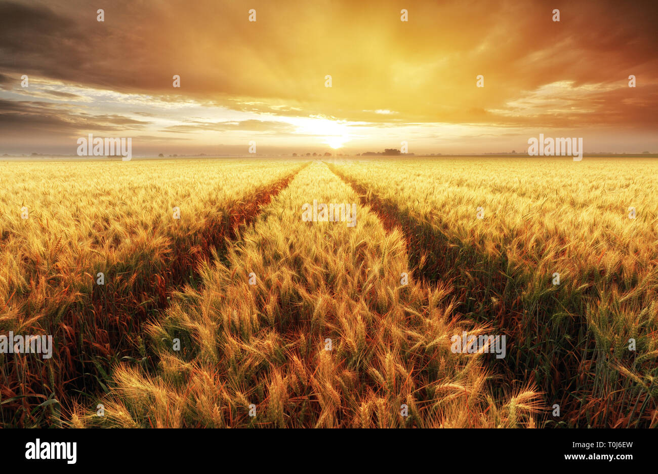 Wheat field with gold sunset landscape, Agriculture industry Stock Photo