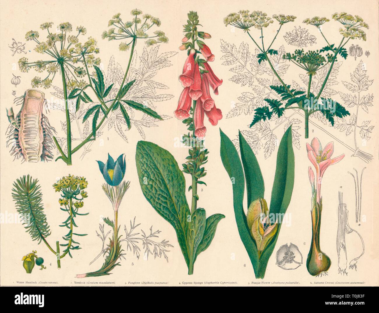 'British Poisonous Plants', mid-late 19th century. Creator: Cassell & Co. Stock Photo