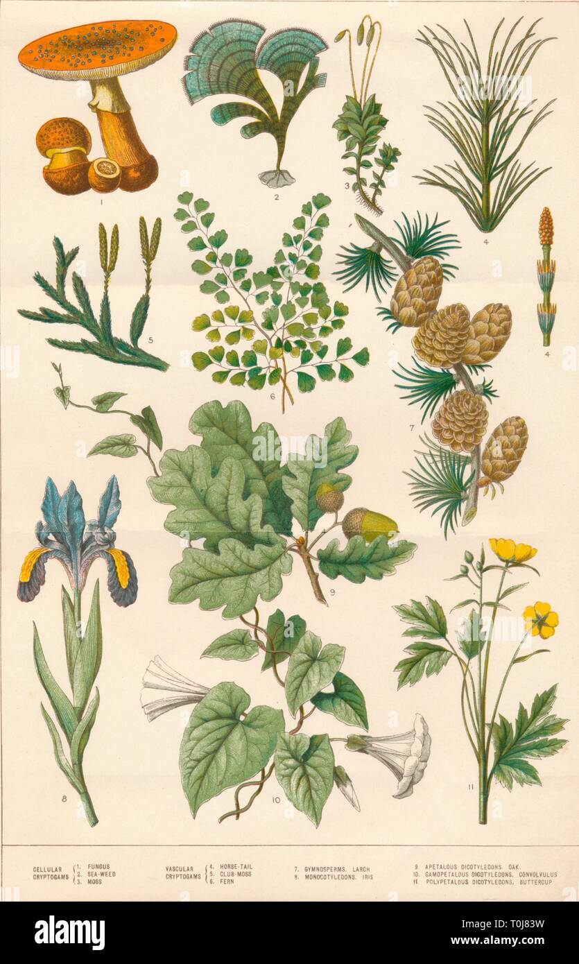 Botanical illustration, c1880s. Creator Vincent Brooks Day & Son Stock