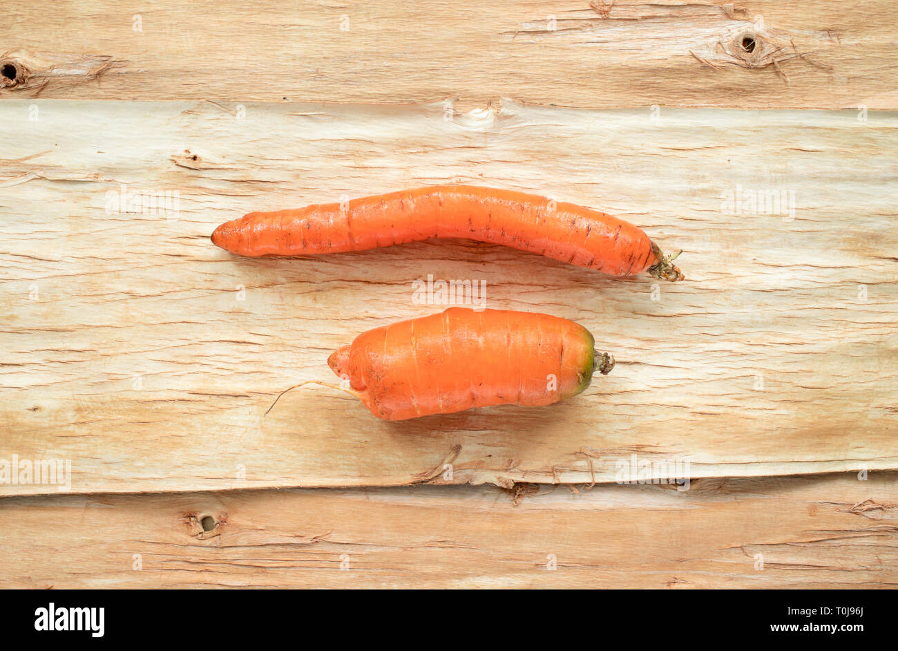 Two non-standard ugly carrots are lying horizontally on tree bark.  Stock Photo