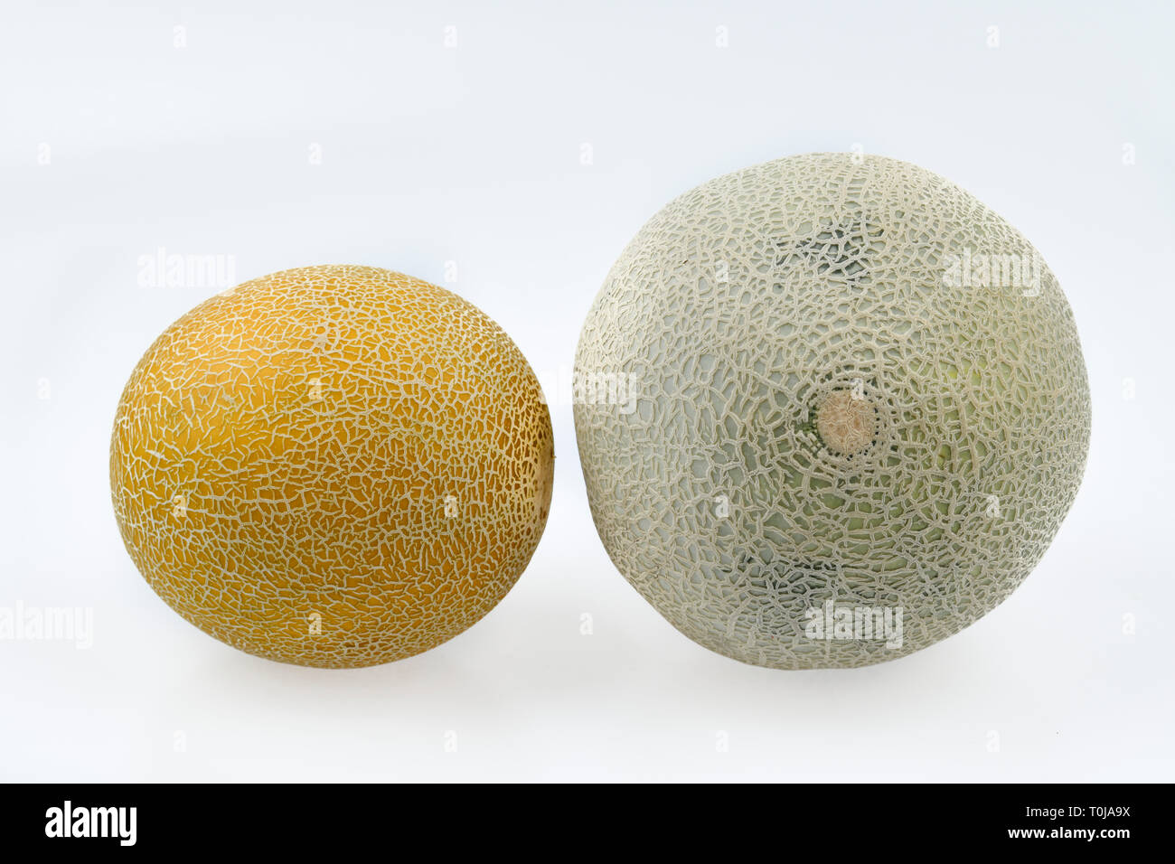 Galia melon, Cantaloupe melon, studio admission, GaliaMelone