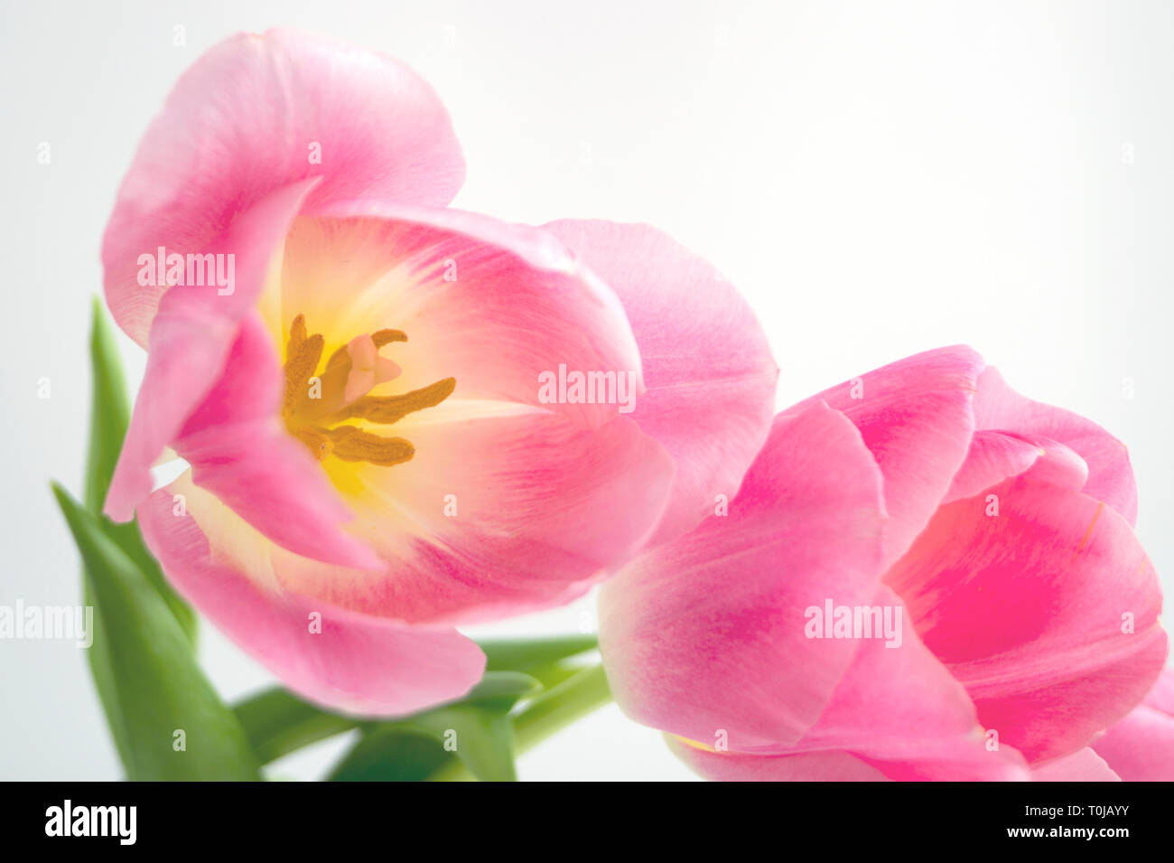 Spring flowers. Pink blooming tulips close up Stock Photo - Alamy