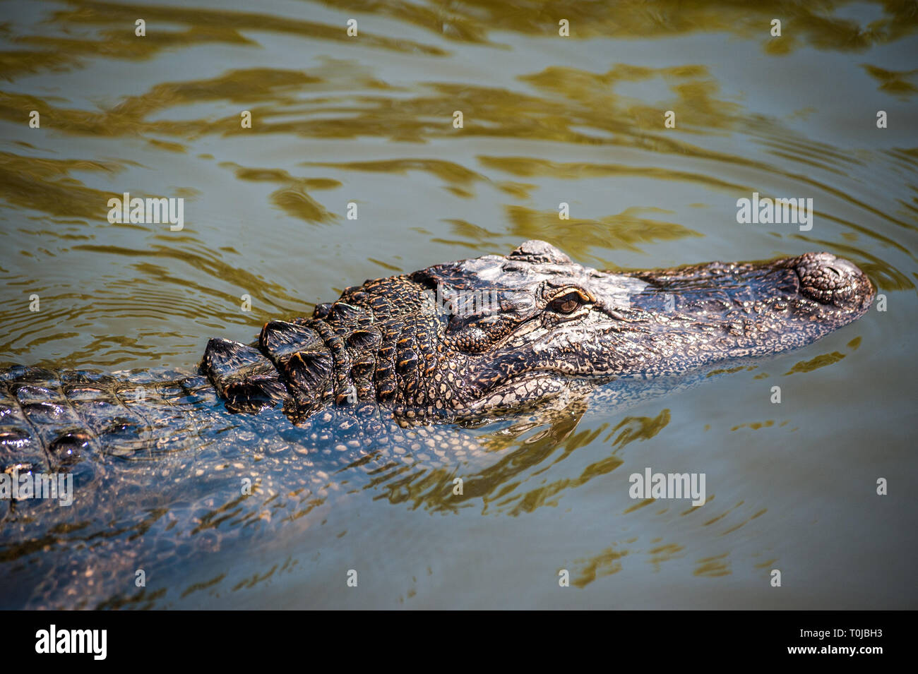 An alligator swims in the muddy water of the swamps of Louisiana, Bayou Black, Louisiana, United States of America, North America Stock Photo