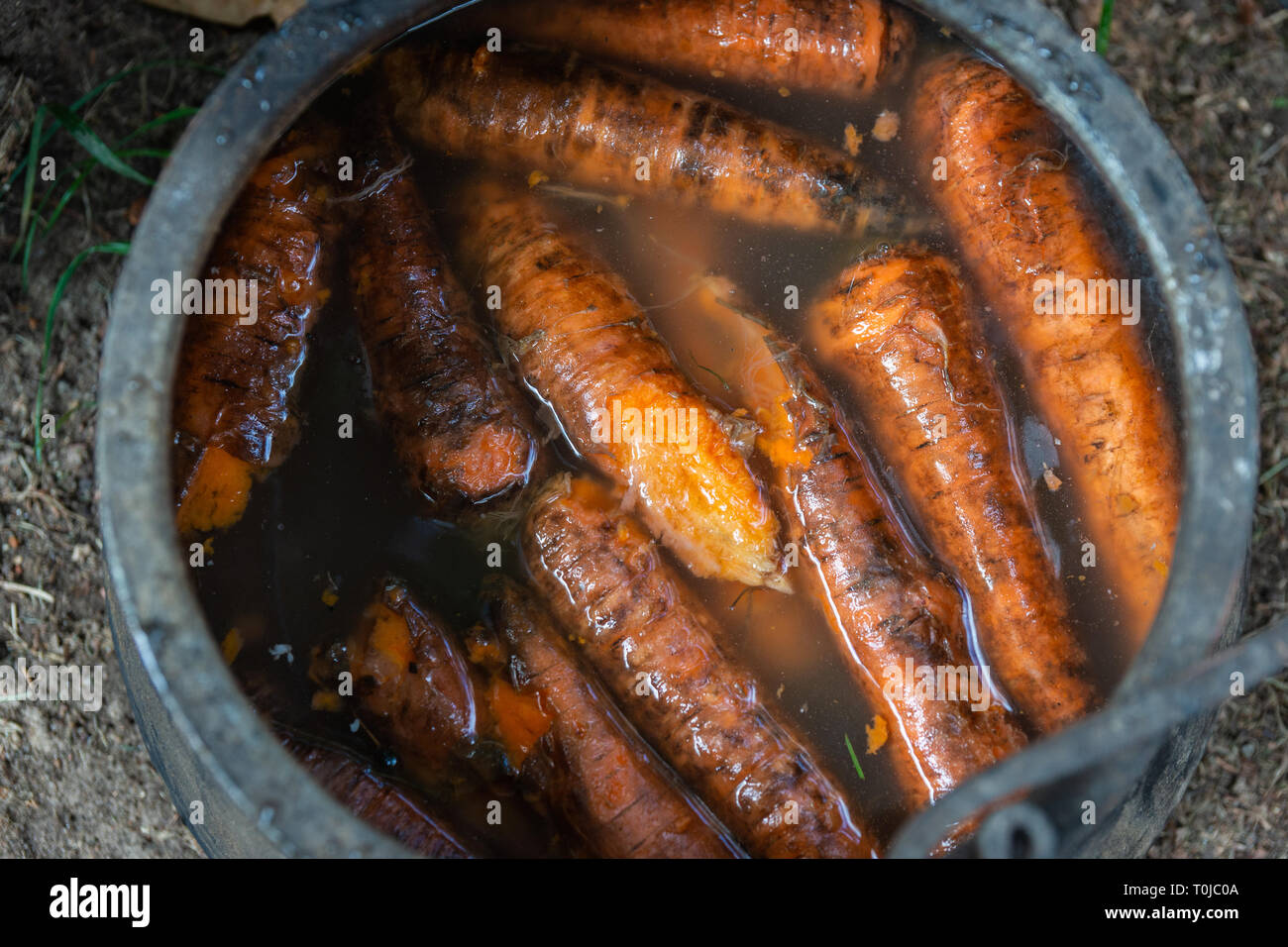 Dirty carrot vegetables in a vintage metal bucket filled with water just to wash up the food ingredients before cooking Stock Photo