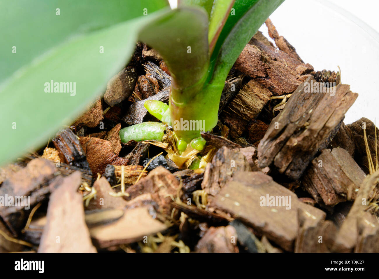 Orchid grows new young roots. Close up roots in the active phase of