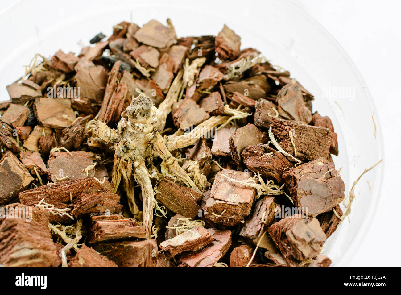 Death orchid plant in pot on white table. Wrong care Stock Photo Alamy