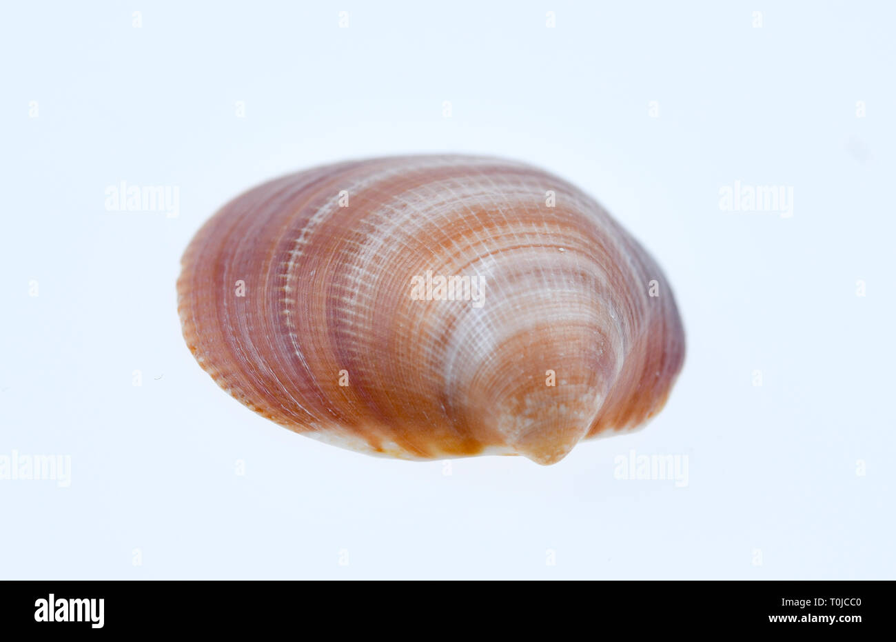 Bildagentur Online Schoning High Resolution Stock Photography And Images Alamy