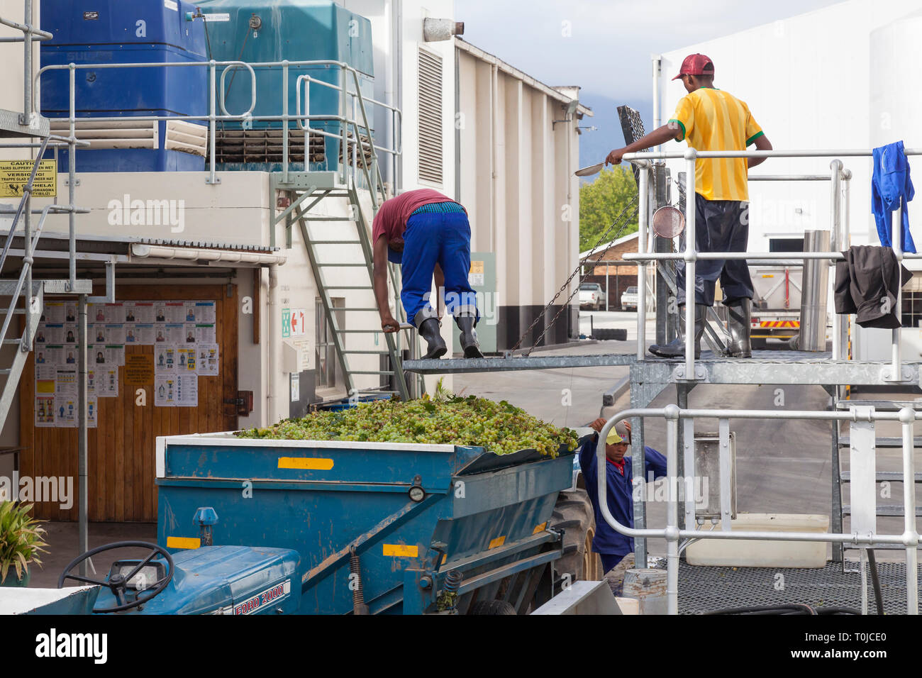 Grape Harvest Robertson, Robertson Wine Valley, Western Cape Winelands