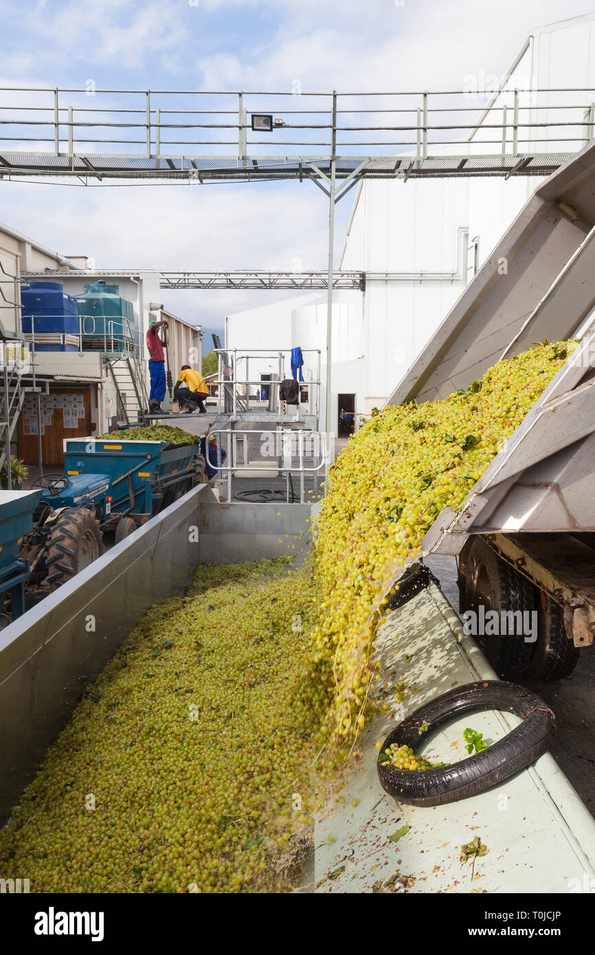 Grape Harvest Robertson Wine Valley, Western Cape Winelands, South Africa. Delivery hanepoot grapes tipping into crusher (press) destemmer Roodezandt Stock Photo