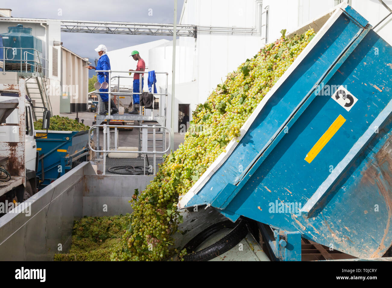 Grape Harvest Robertson, Robertson Wine Valley, Western Cape Winelands